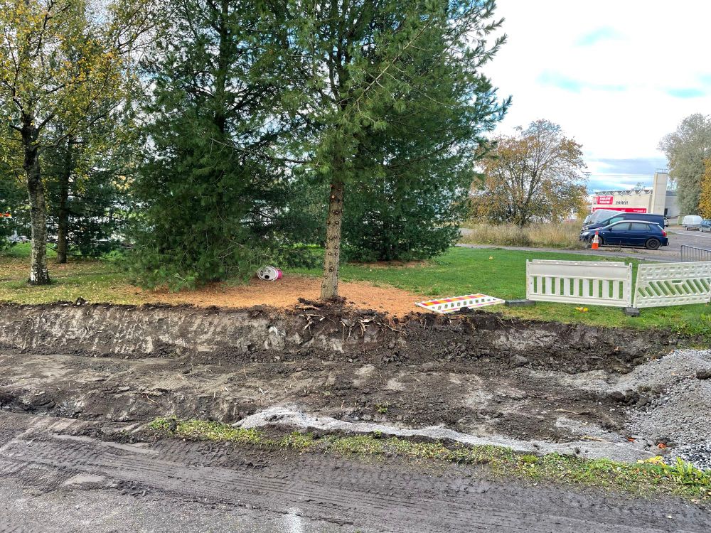 New dig has damaged the roots of a pine that’s right at the edge of the path. 