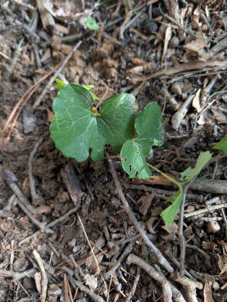 Bloodroot leaves growing out of the soil