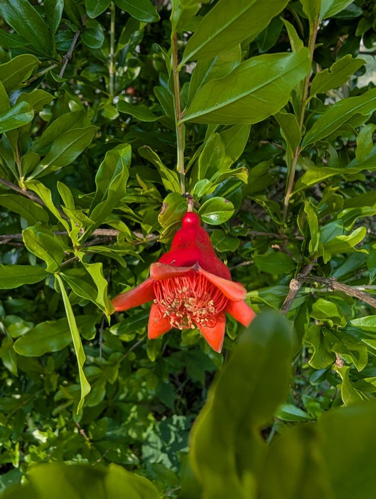 An open pomegranate blossom 