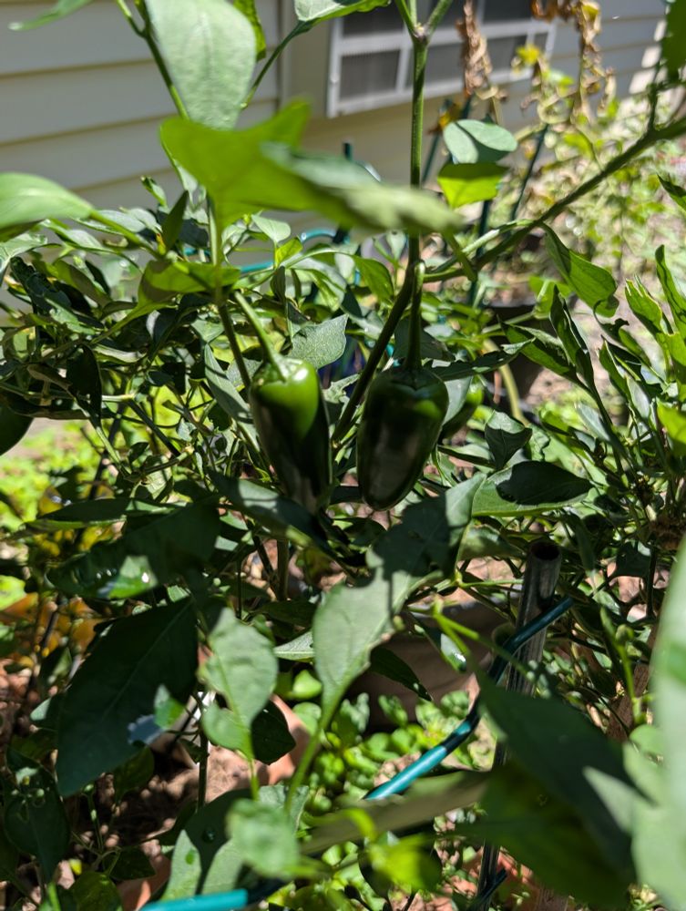 Jalapenos ripening on the patio 