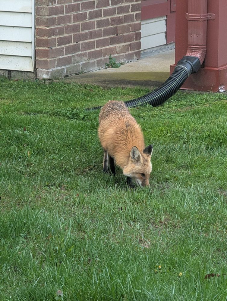 Wet red fox pausing on the lawn to drink rain water 