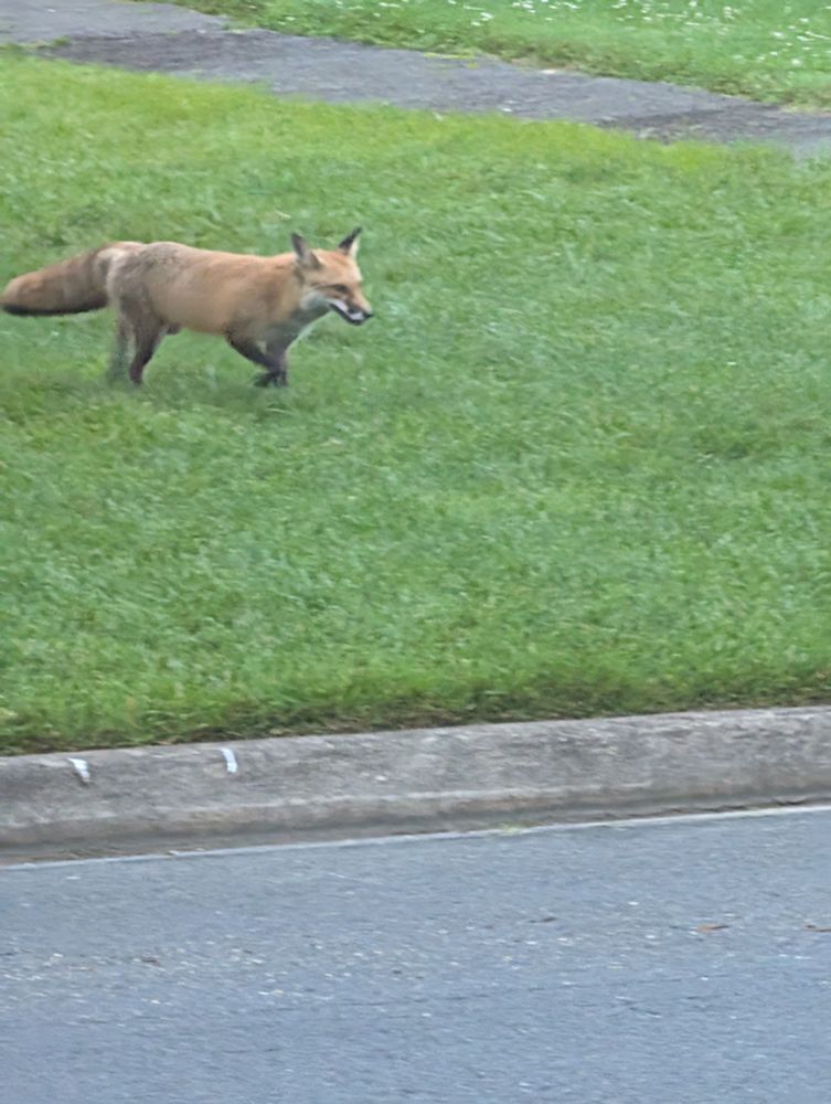 A young red fox trotting across a lawn