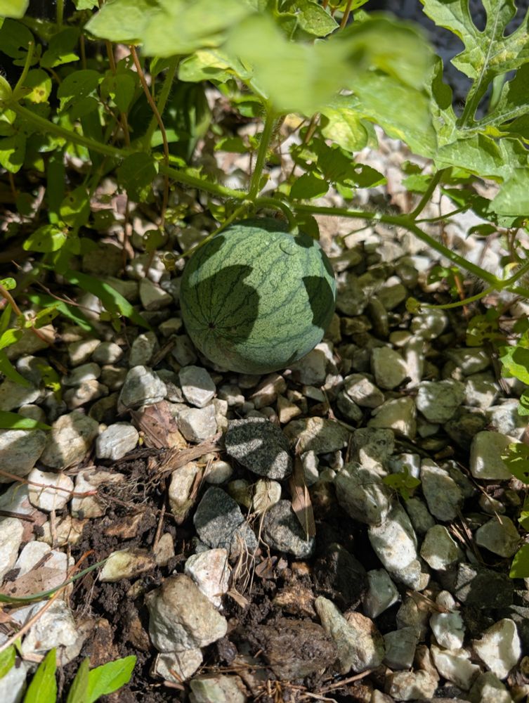 Watermelon growing near the patio