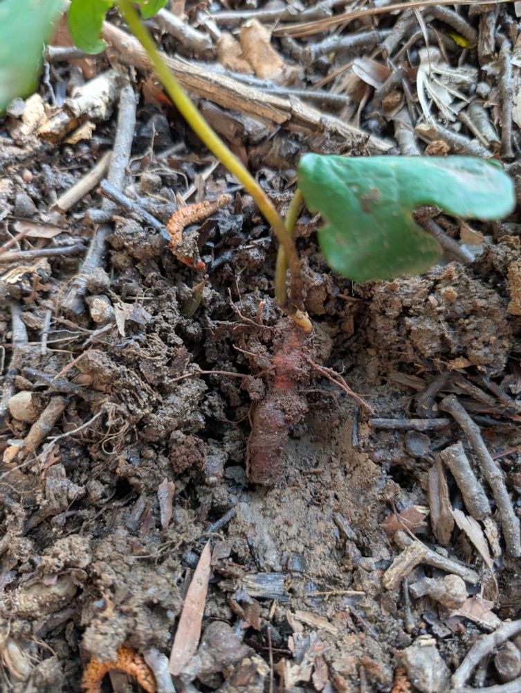 Bloodroot rhizome with leaves still attached, sitting on the surface of natural soil.