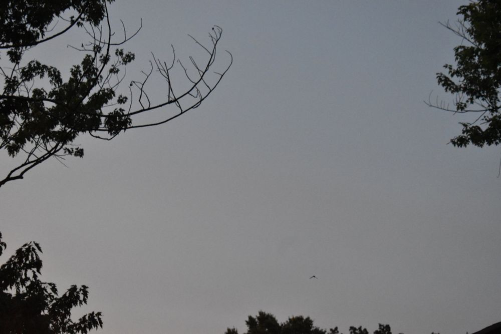 A bat darts between trees at twilight