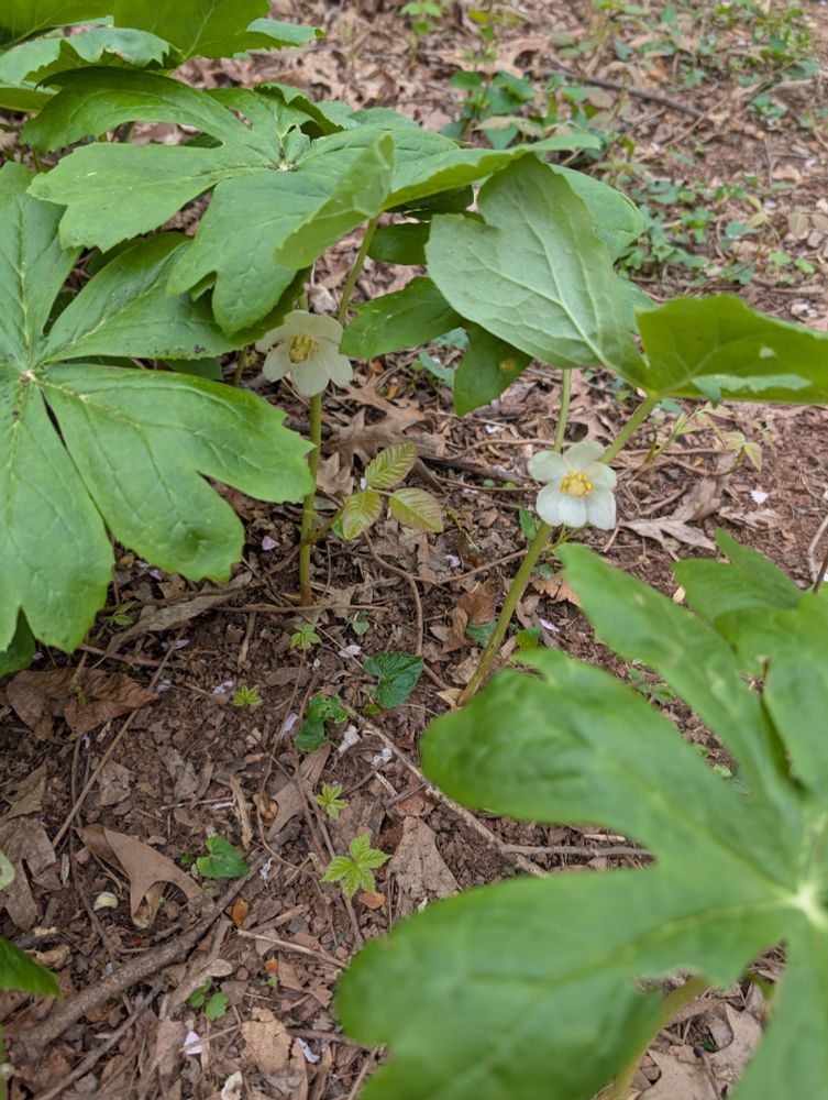 Mayapples in bloom
