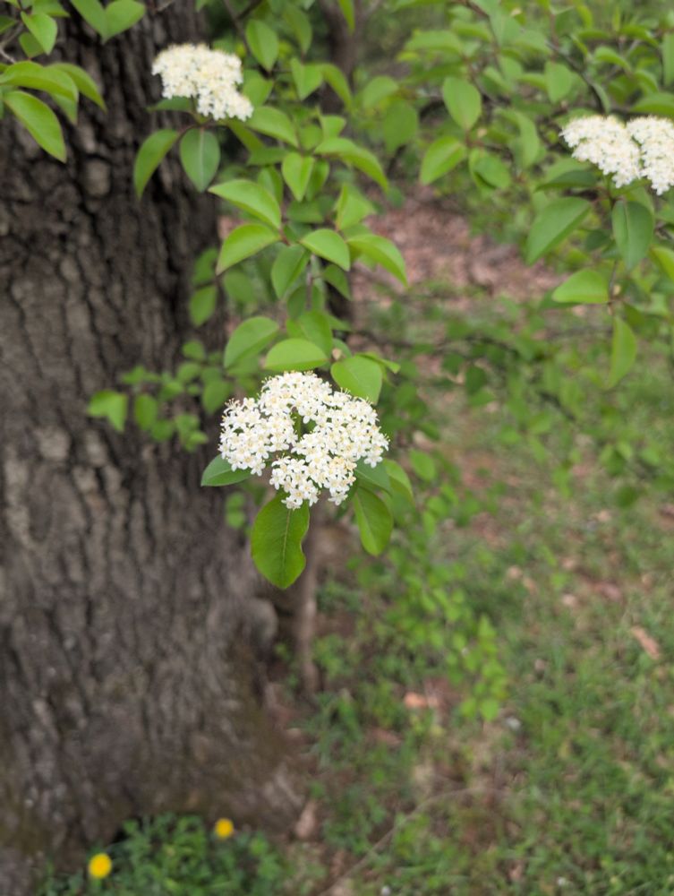 Blackhaw Viburnum in bloom
