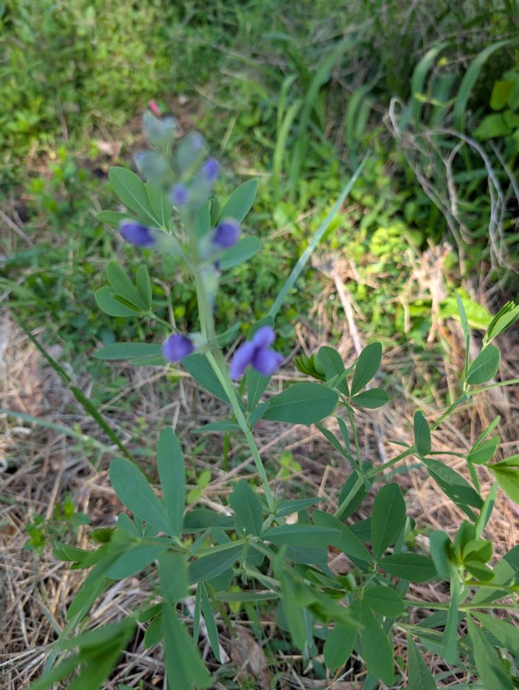 Blue false indigo 
