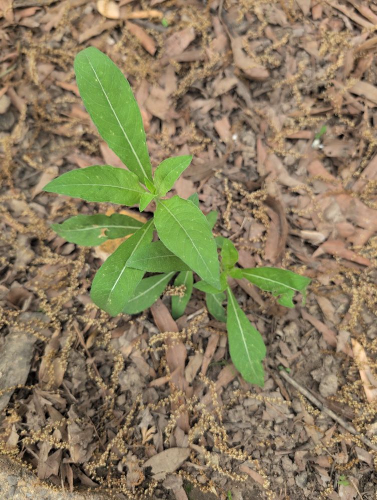 Evening primrose 