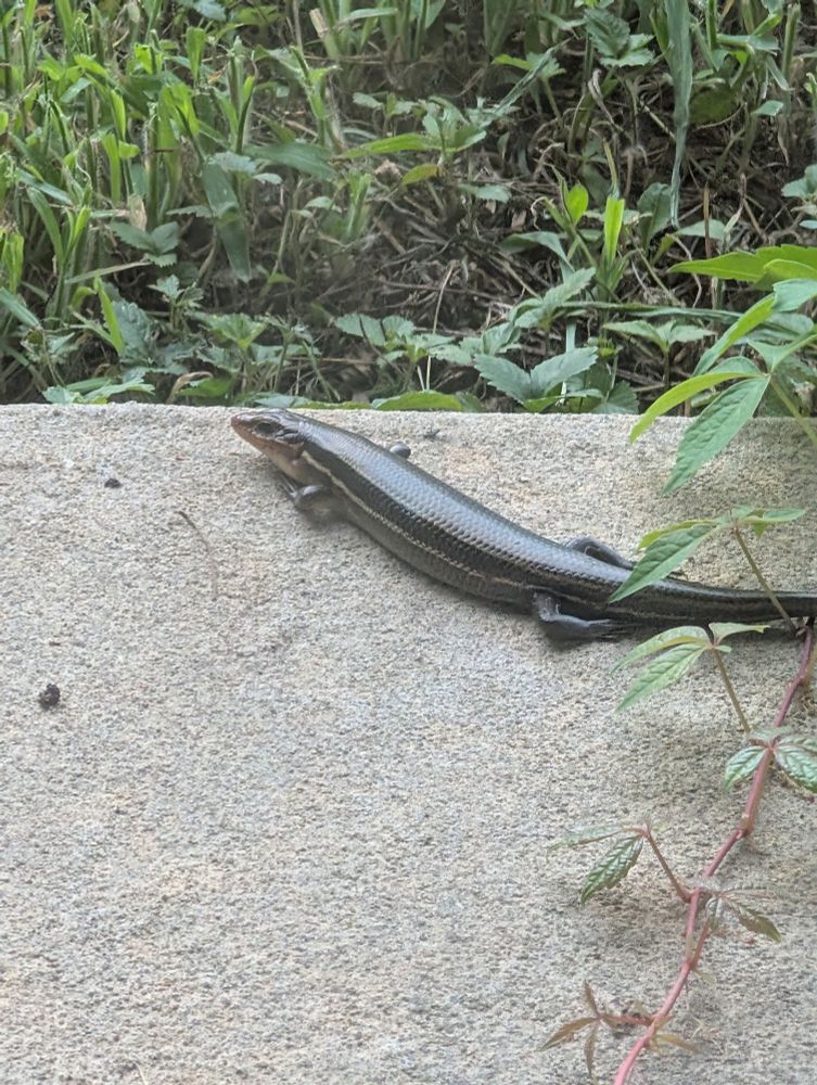 A skink, likely five-lined, lounging on a concrete porch