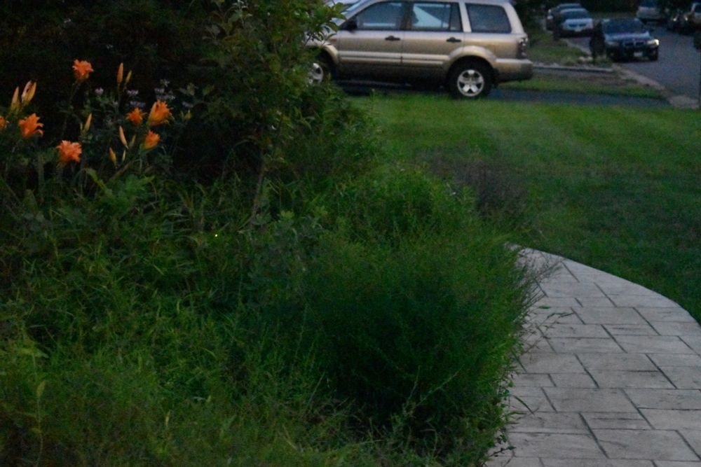 Two fireflies flash in a garden at twilight.