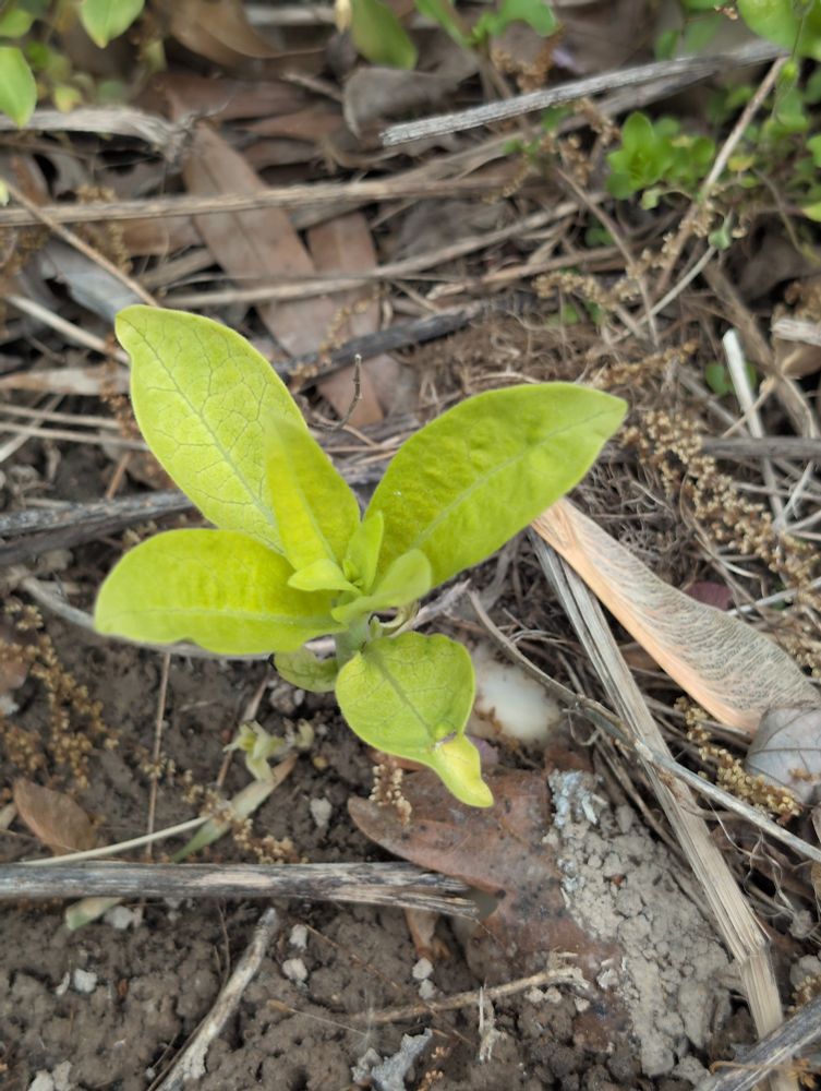 Common milkweed 