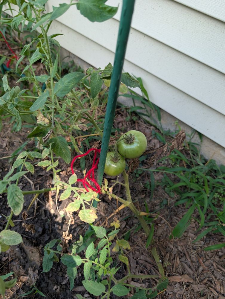 Green tomatoes on the vine 