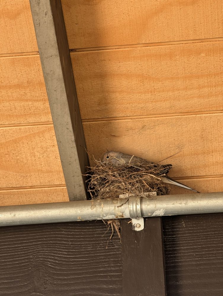 A mourning dove sitting on a nest built into a man-made structure
