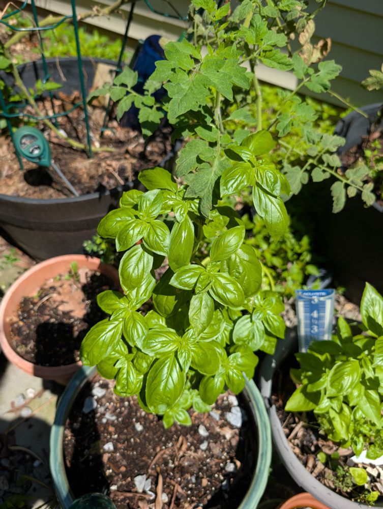 Several pots of basil in the foreground, with tomatoes growing in the background 