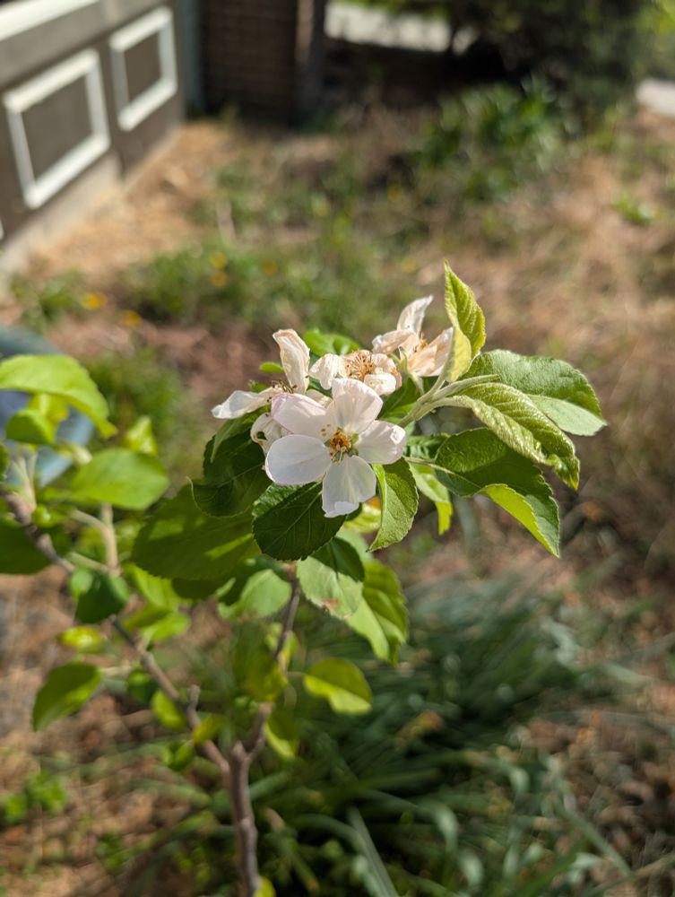 Apple blossoms on a sapling 