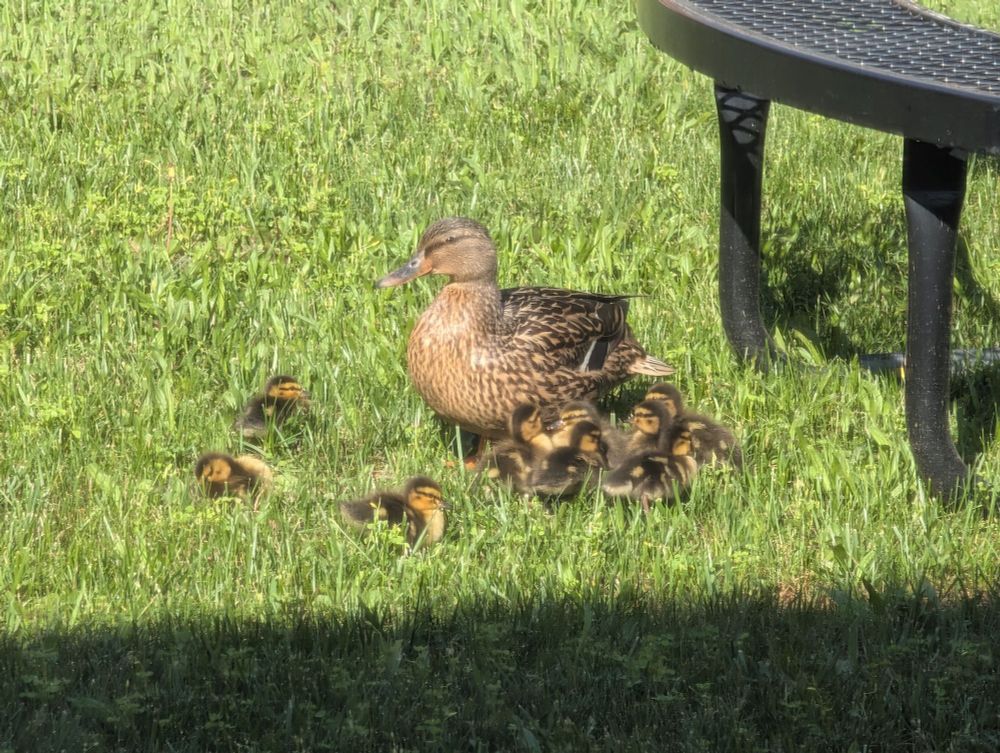 A mother mallard and her ducklings relax in the grass.