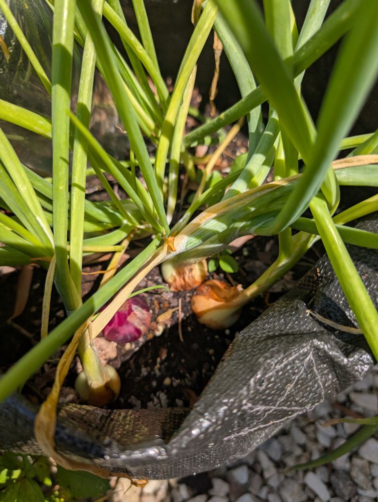 Onions in a grow bag on the patio 