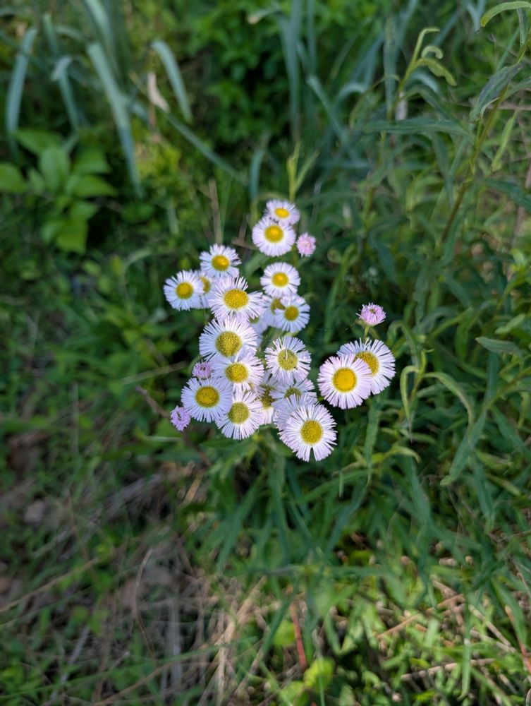 Fleabane
