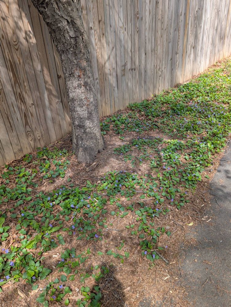 A tree trunk and a carpet of violets growing along a privacy fence.