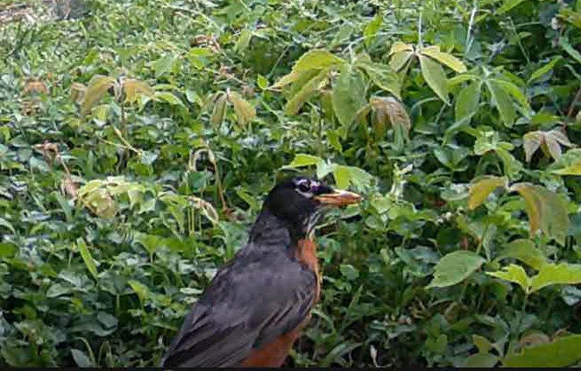 robin eyeing the trail cam from a bed of Virginia creeper