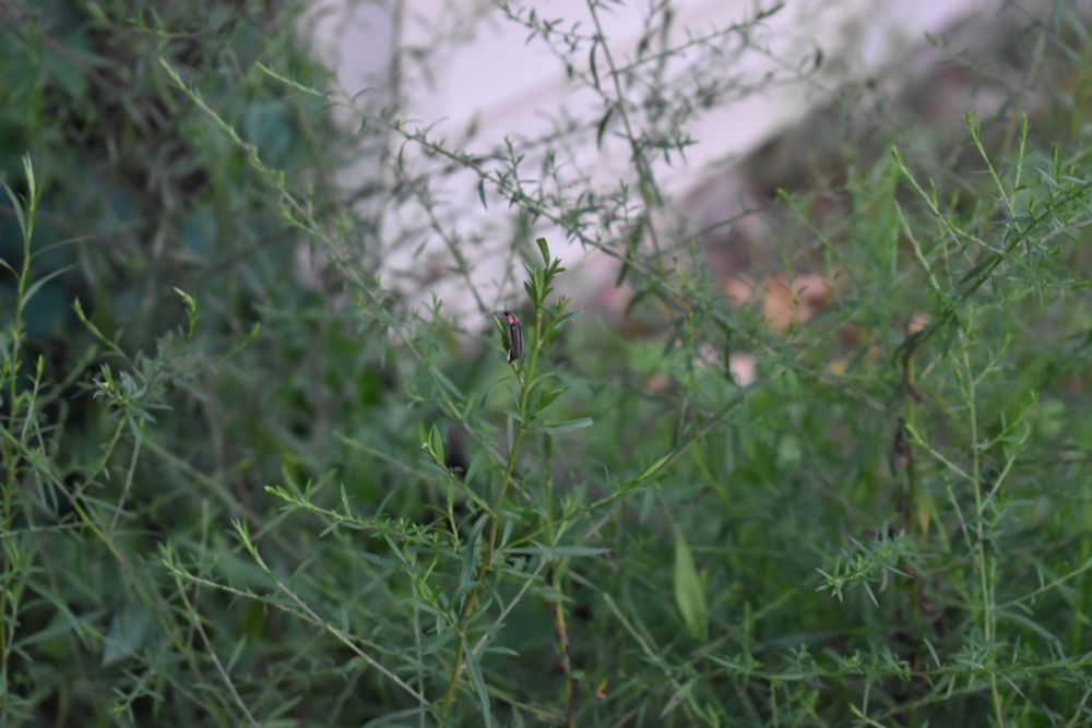 A firefly sits on an aster frond.