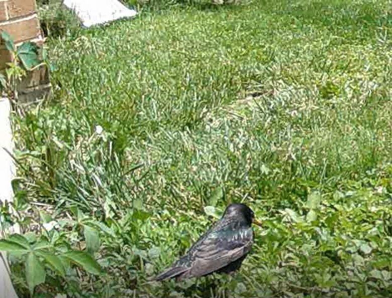 common grackle foraging at the edge of the porch