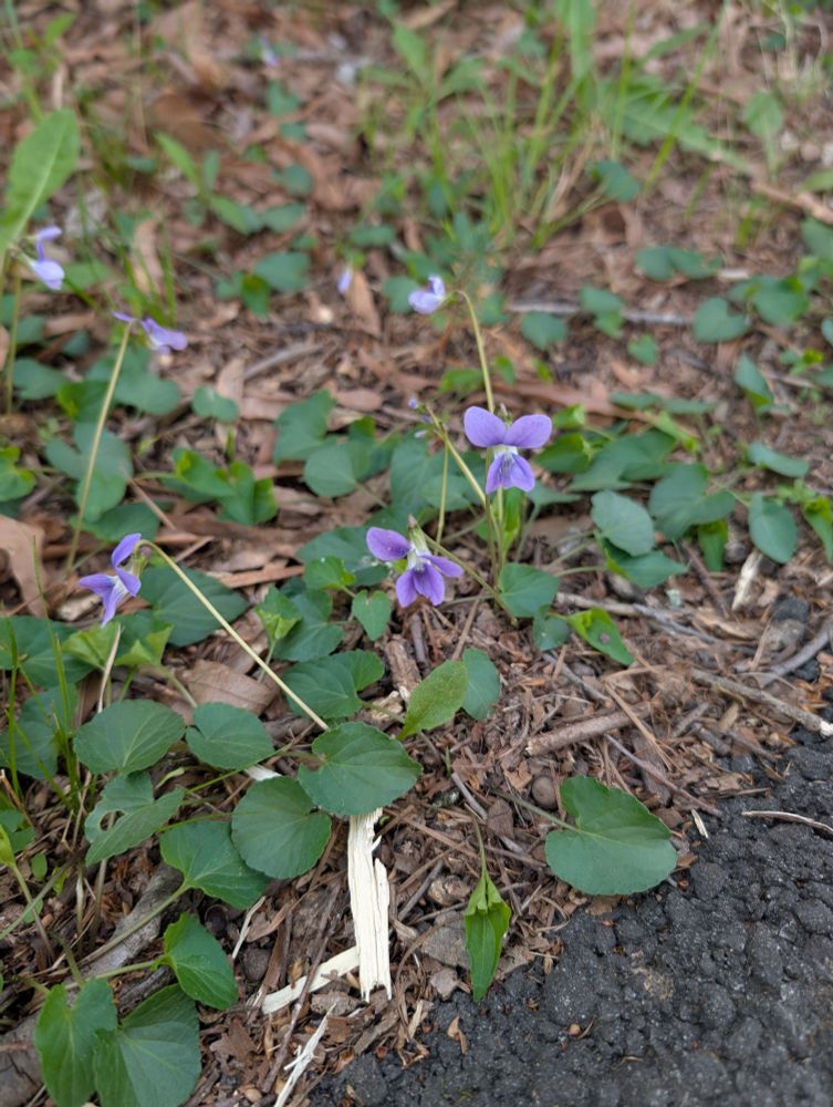 Violets blooming near a path