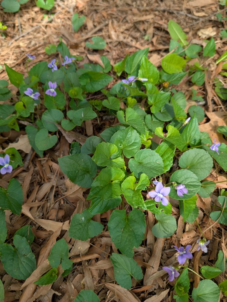 A clump of violets growing in leaf litter.
