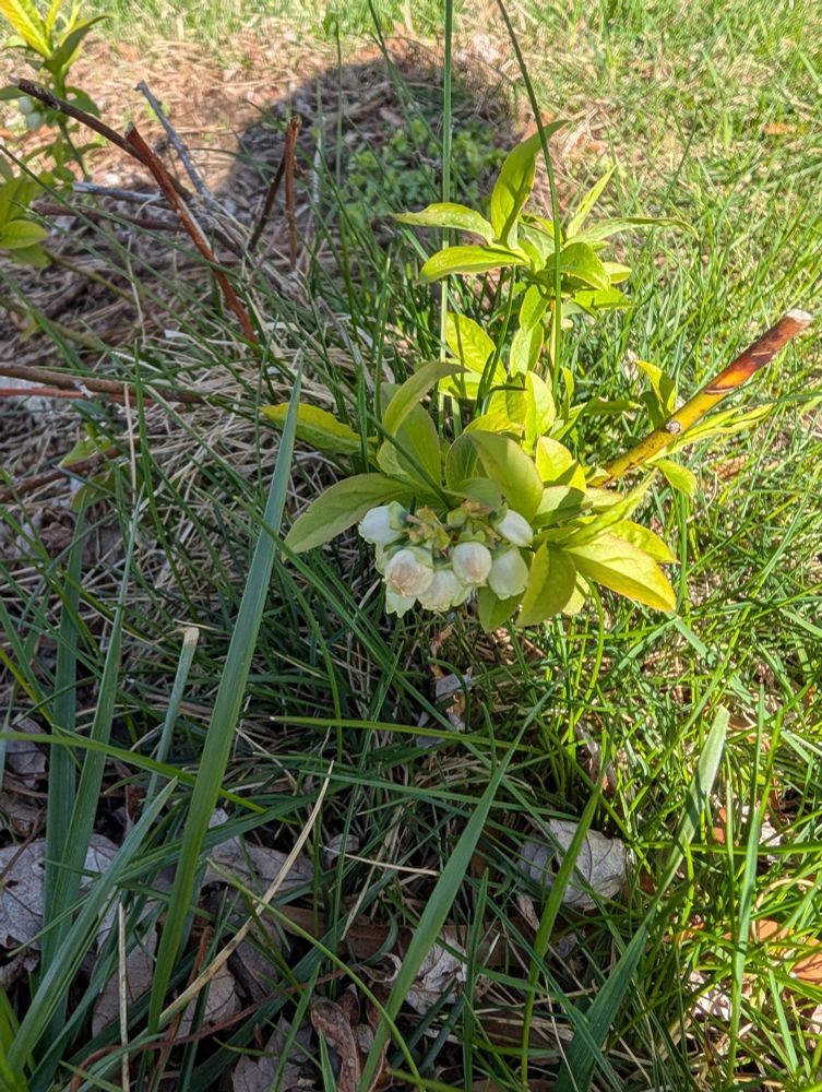 A blooming blueberry branch