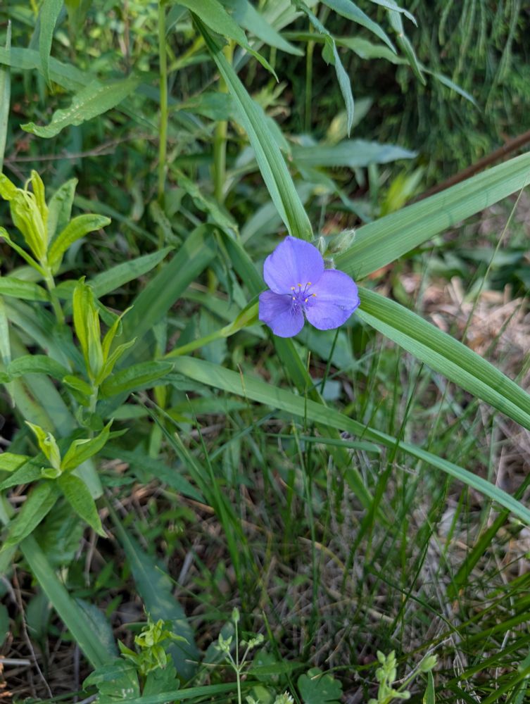 Virginia spiderwort 