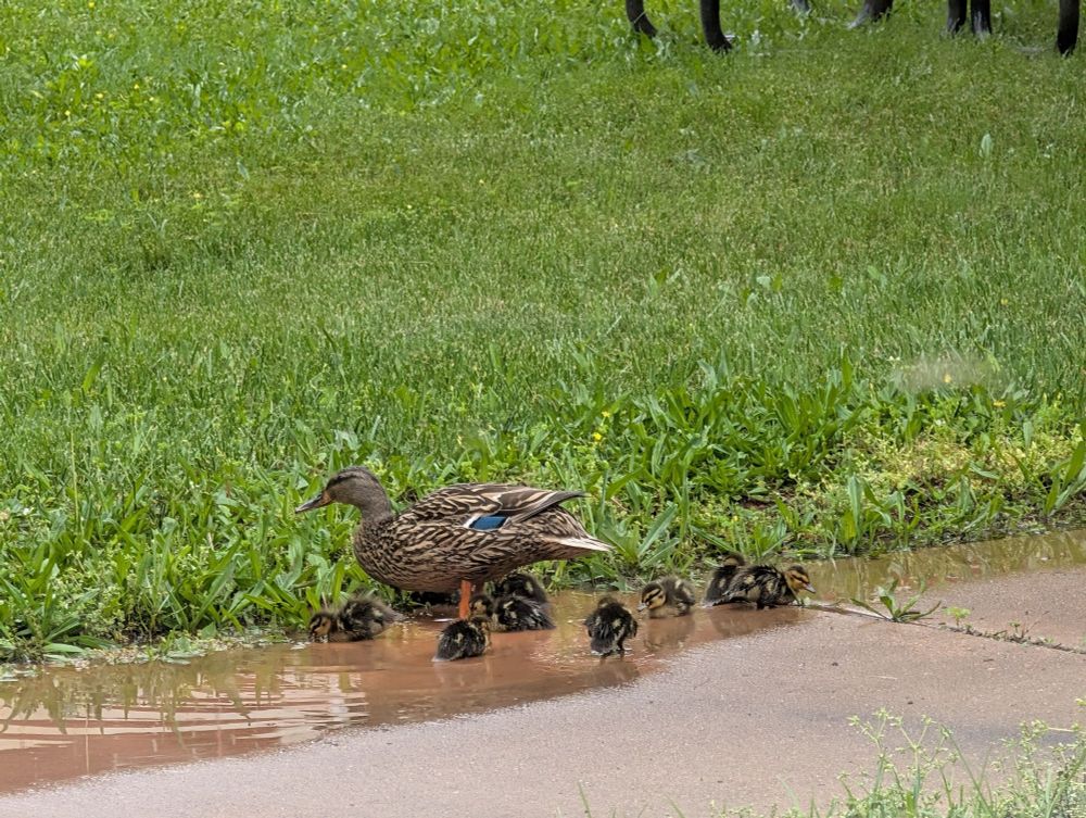 A mother mallard and her ducklings splash in a sidewalk puddle.