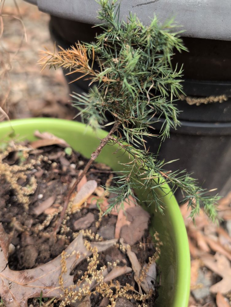 Eastern red cedar