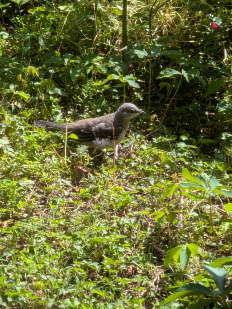 A fledgling bird, possibly mockingbird, in a very green garden bed 