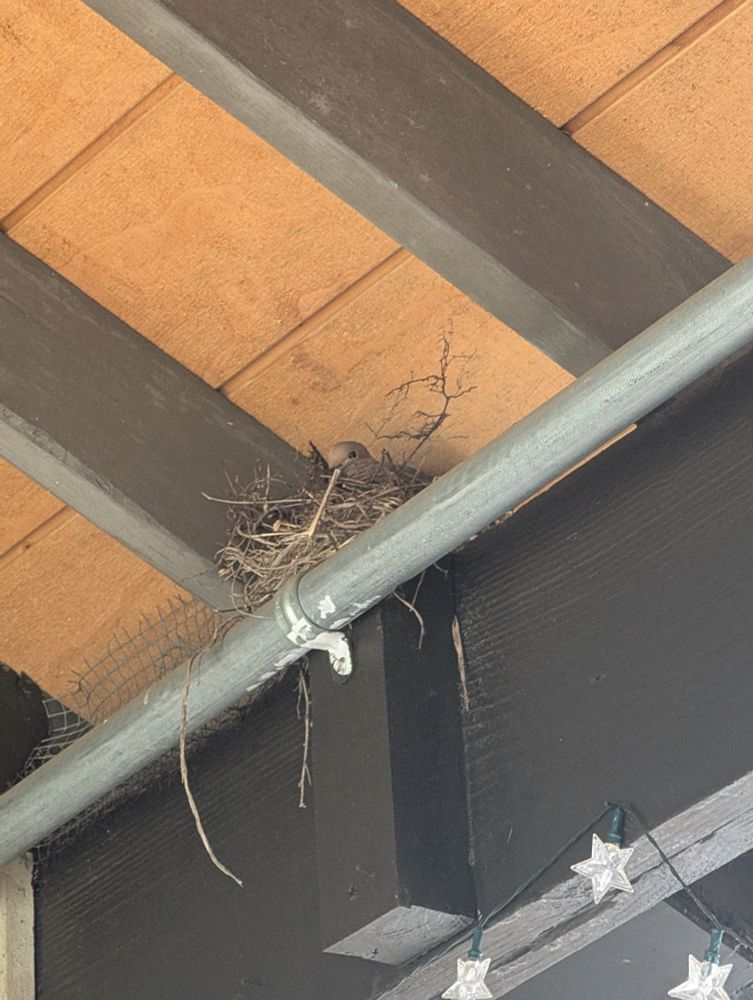 A mourning dove sits on a nest in the rafters of a patio overhang.