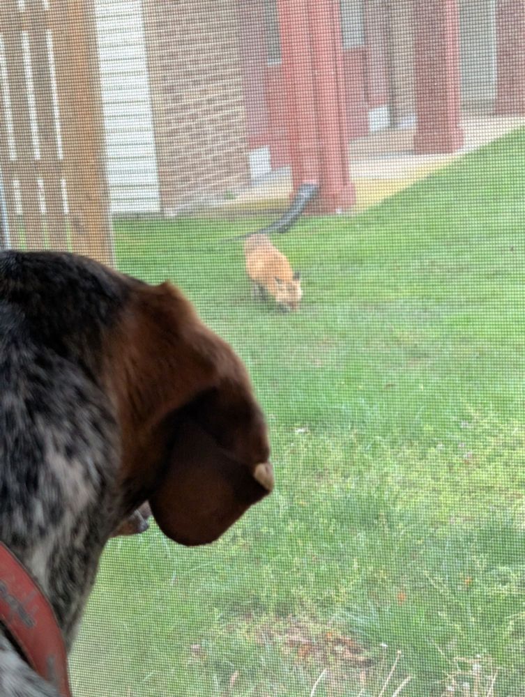 Coon hound barking through a closed window at a nonchalant fox