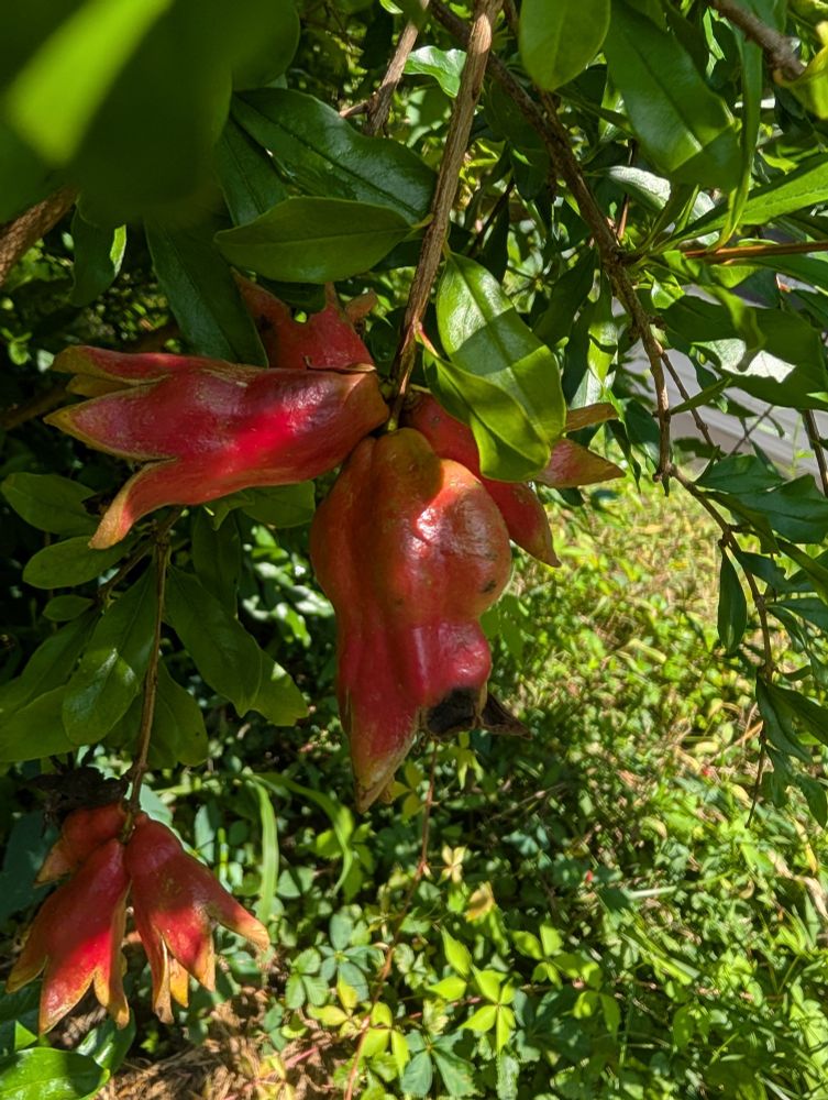 Pomegranate blooms past their peak, with one beginning to round out into fruit.