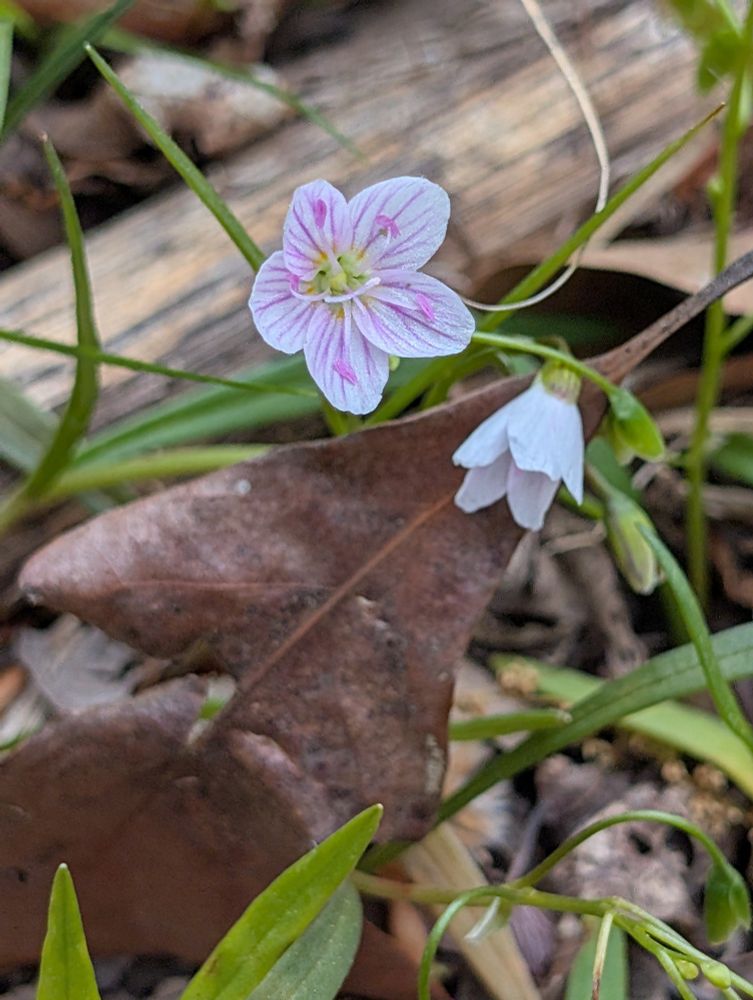 Spring Beauty in bloom