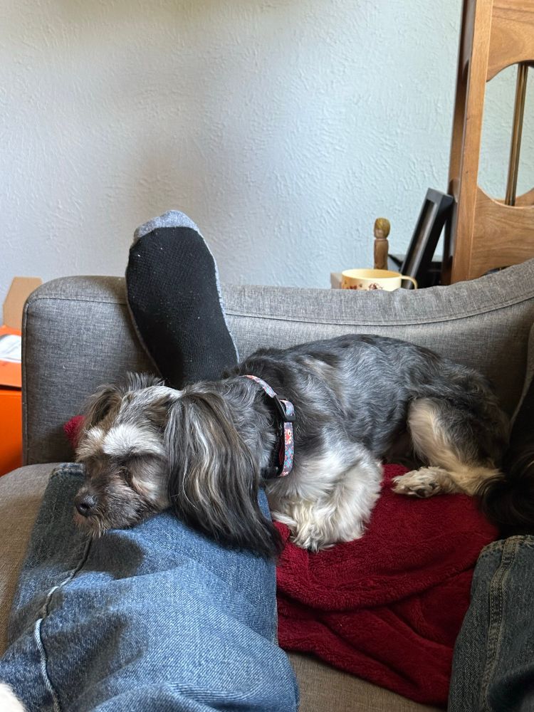 Grey and white dog sleeping with her head on the shin of a person.