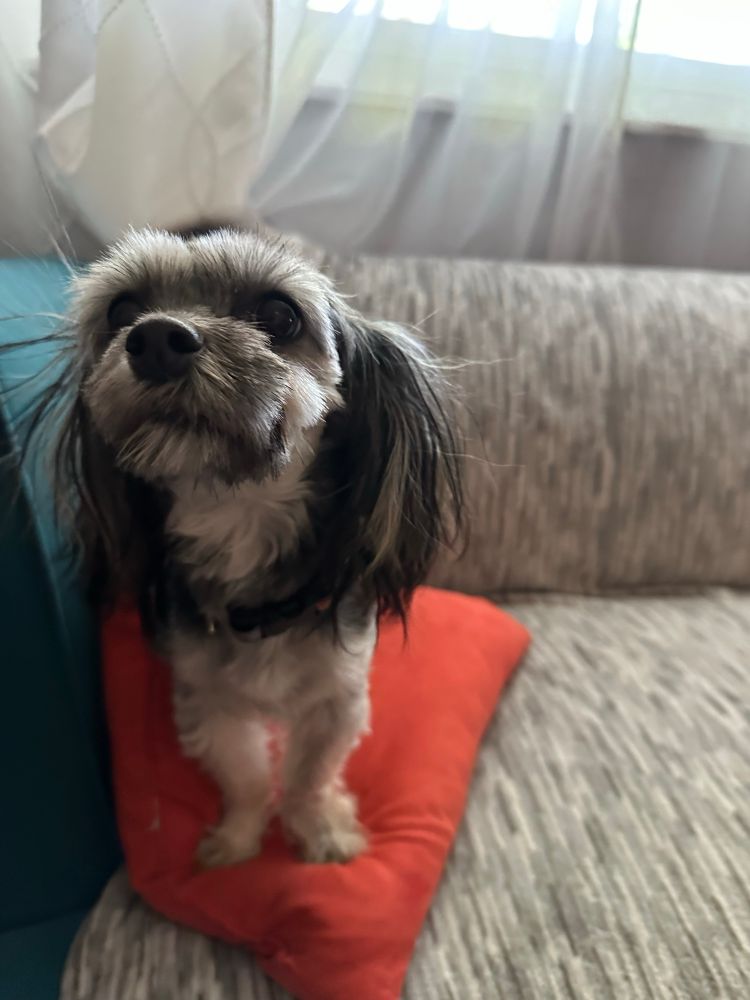 Same grey and white dog sitting on an orange pillow, looking regal.