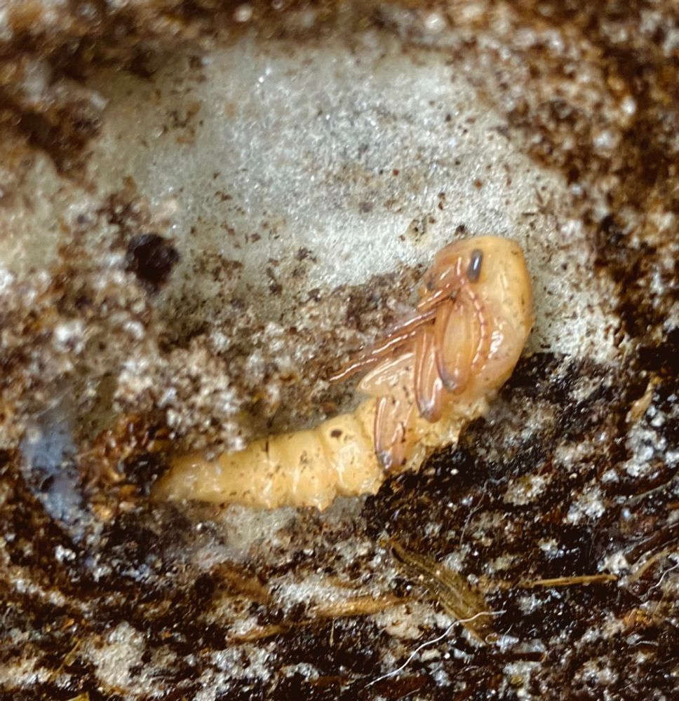 Darkling beetle pupae on side