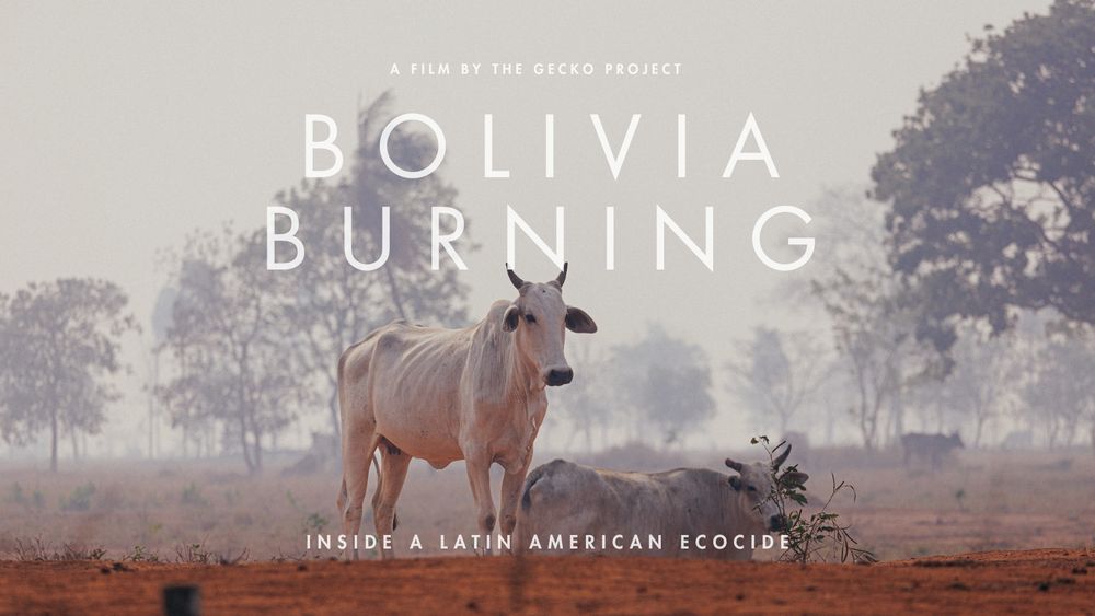 Poster for the documentary BOLIVIA BURNING, by The Gecko Project. Poster has a photo of two white cows grazing among wildfire smoke in Bolivia. Text reads “A FIL BY THE GECKO PROJECT” “BOLIVIA BURNING” “INSIDE A LATIN AMERICAN ECOCIDE”