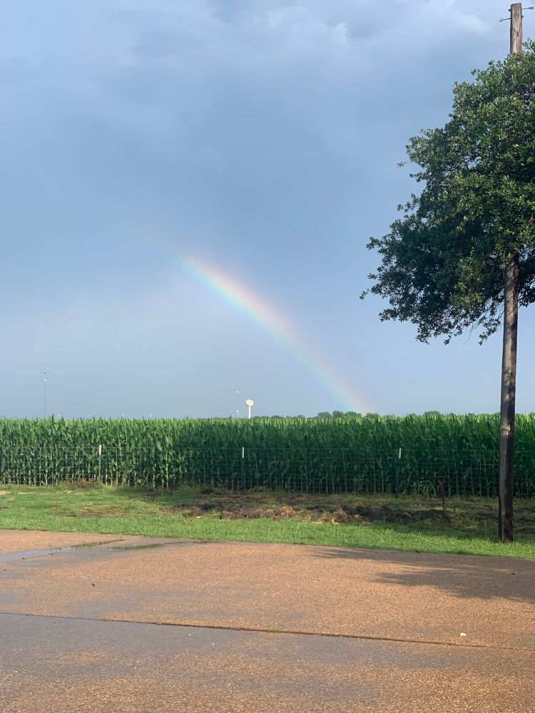 A rainbow arcing over a cornfield 