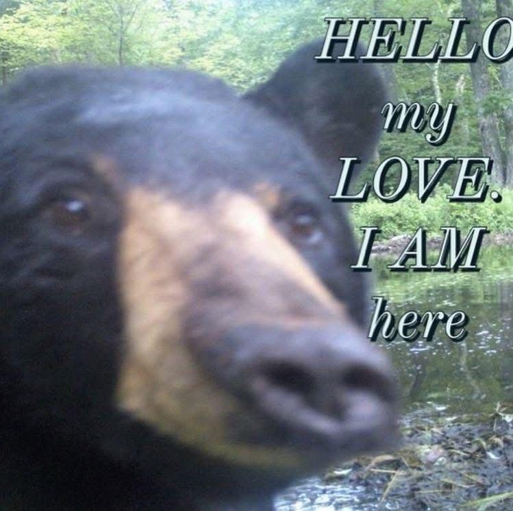 A low quality image of a black bear overlaid with text that says “HELLO my LOVE. I AM here”