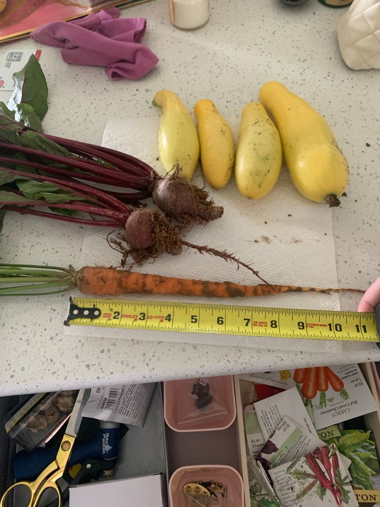 Fresh picked veggies from my garden, including carrots, beets, and yellow summer squash.