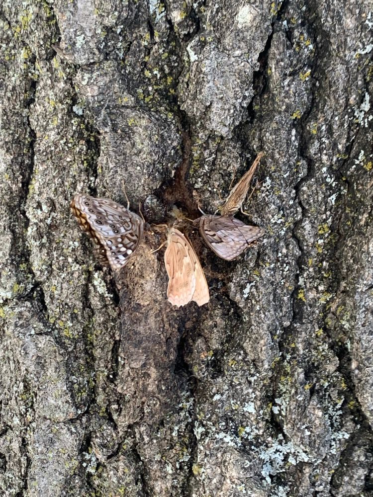 4 hackberry butterflies congregating around a bead of sap oozing from a tree trunk
