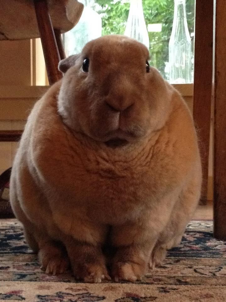 A large brown bunny with its ears back looking rather serious. I’m 90% sure I got this image from Slungus posting