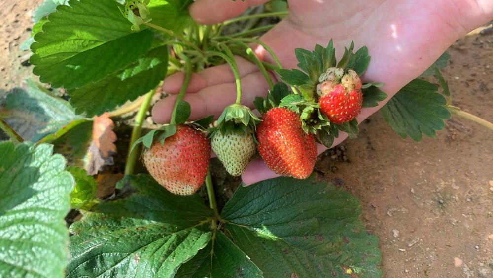 Me showing off the strawberries growing in my garden