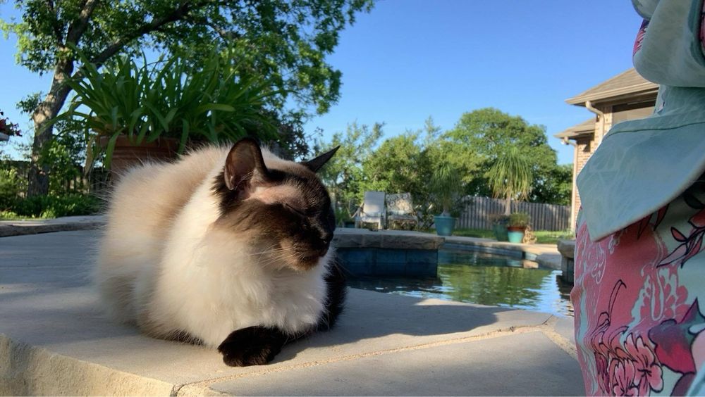 My elderly cat Evie sitting next to me by the pool to soak up some early morning sun. Her eyes are closed and she has a very content expression on her face