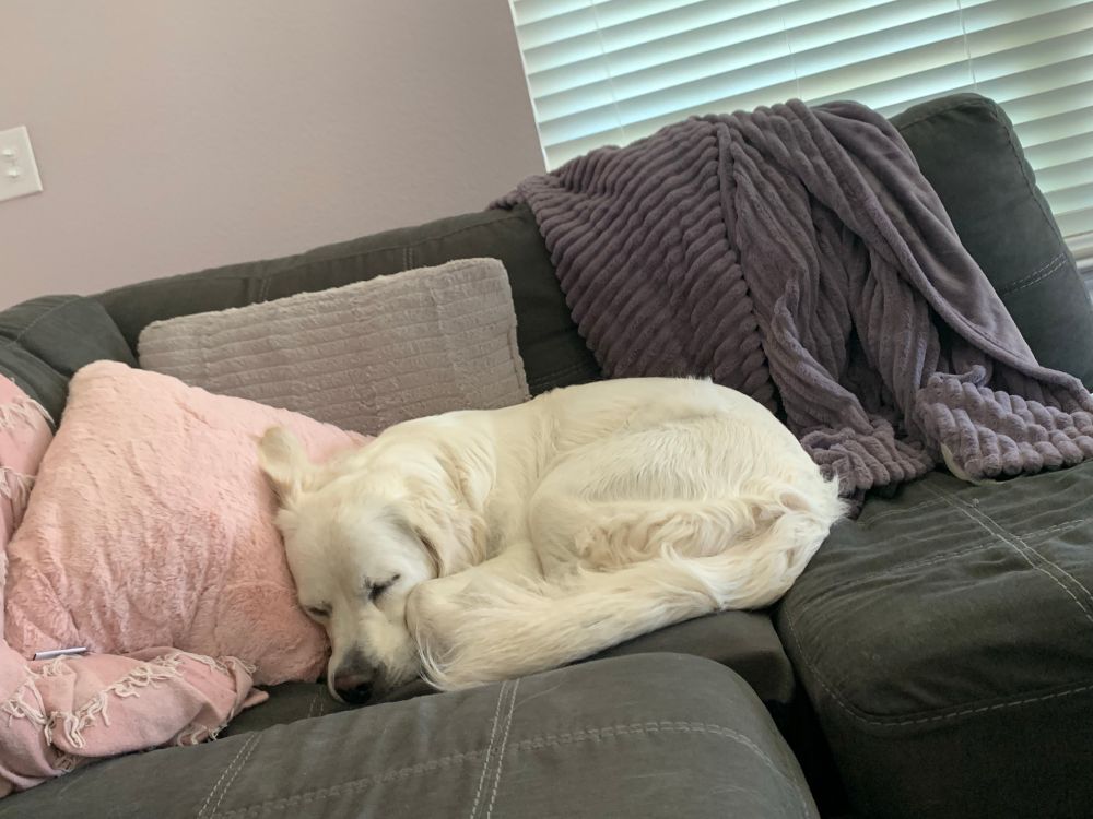 My dog Pearl curled up in a ball on my couch 